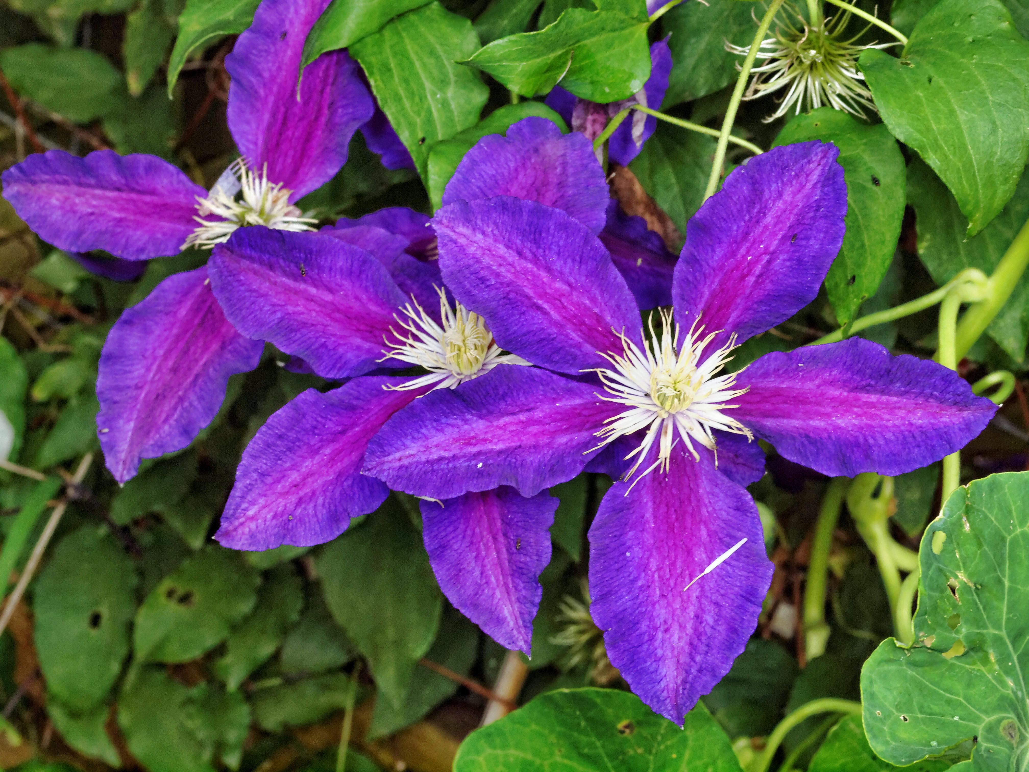 Clematis 'The Vagabond'